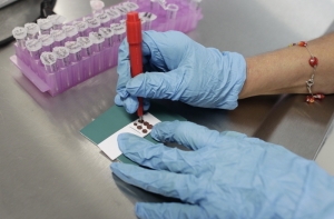 Задержанный KNAB Аракс не брал официальную плату за сравнение ДНК