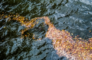 На Даугаве у Каменного моста обнаружено нефтепродуктовое загрязнение