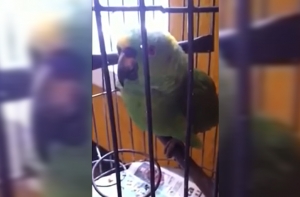 «Плачущий» попугайчик стал звездой YouTube (ВИДЕО)