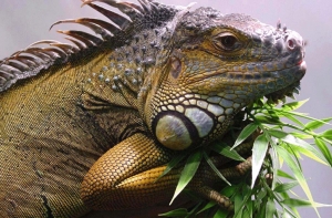 5 июня в истории Латвии: день игуаны