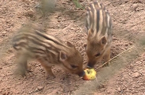 Ушаков: увидел кабана – пиши email! (АУДИО)