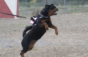 В этом году от собачьих укусов пострадали пять почтальонов