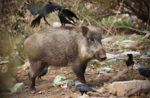 Кабанов из Риги могут вывезти на Адажский полигон (ВИДЕО)