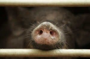 Рижская дума: на кабанах в Икшкиле нет пометок, что они из Риги (АУДИО)