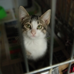 Программа: в Болдерае орудует банда живодеров