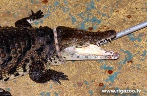 20 июля в истории Латвии: день крокодилицы