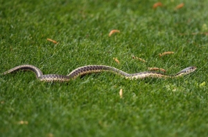 После укусов змей в больницу попали два человека