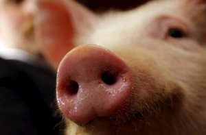 Эксперт: в Латвии нет пищевой контрабанды