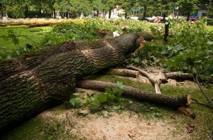 Буря в Латвии: произошло шесть пожаров, повалены деревья