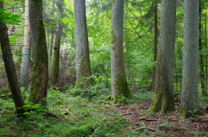 В Ливанском крае ищут пропавшую на болоте женщину
