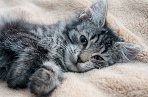 Фотоотчет: В гостях у Маши и Миши