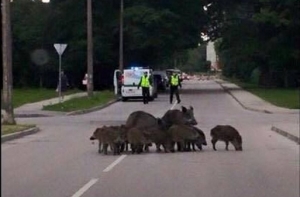 Дикие кабаны снова идут в Ригу: в столице жизнь слаще