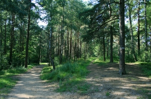 Нашлась женщина, пропавшая на болотах в Ливанском крае