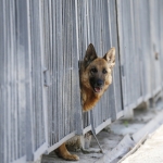 Полицейская собака Нато нашла наркотики на сумму 25 тысяч евро