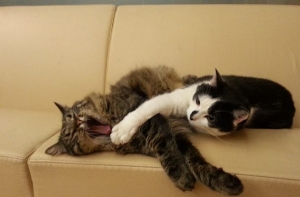 Рижские коты объявили конкурс в честь новых монет