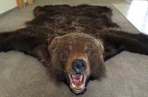 Полиция изъяла у нелегальных торговцев шкуры и чучело медведей (ФОТО)