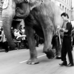 17 ноября в истории Латвии: слоны в городе
