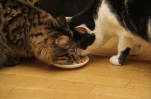 2 декабря в истории Латвии: Мурис и Кузя