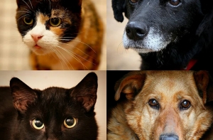 «Зеленая лампа»: сегодня помогаем приюту для животных