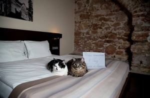 Рижские коты начали зазывать российских туристов (ФОТО)