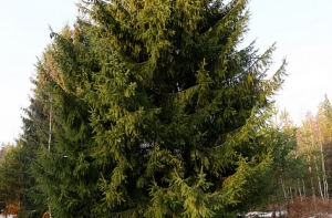 В Мазсалаце хулиганы спилили главную городскую елку