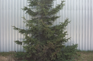 В Валке задержан похититель 500 елок