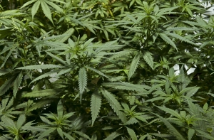 Полиция ликвидировала преступную сеть по производству марихуаны