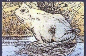 ЛЯГУШКА или ЛОШАДЬ?