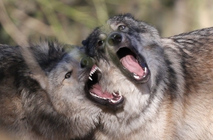 Глава Ассоциации охотников рассказал об «интеллигентных» волках