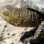 24 января в истории Латвии: день болотной черепахи