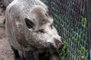 Охотник: при отстреле кабанов важно соблюдать этику