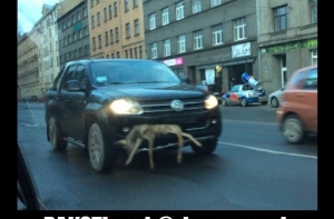 Полиция ищет владельца автомашины с застрявшей в бампере косулей (ФОТО)