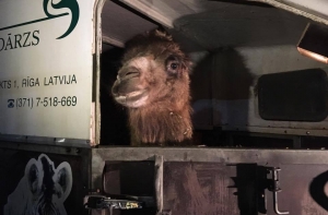 Рижские альпаки и верблюды успешно добрались до Тбилиси (ВИДЕО)