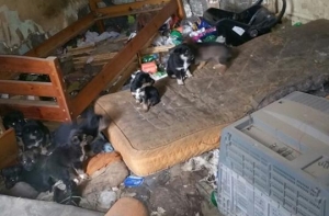 Добровольцы нашли 12 собак в заброшенном доме