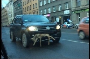 Установлен водитель машины с застрявшей в бампере косулей (ФОТО)
