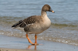 10 марта  в истории Латвии: хорош гусь!