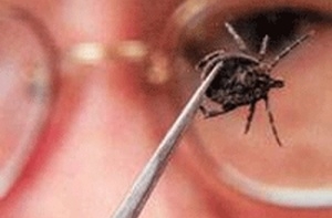 В латвийских лесах активизировались первые клещи