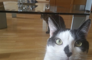 Ушаков отправил рижских котов мэру Москвы