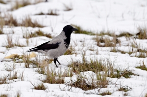 Синоптики обещают на выходных дождь и снег