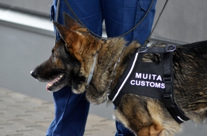 В Службе госдоходов похвалили за работу собак-таможенников
