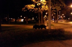 2 мая в истории Латвии: ночь кабанов