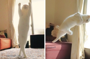 Эта кошка танцует так, будто никто ее не видит! 