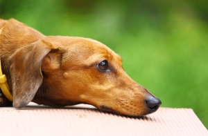 «Зеленая лампа»: спасем латвийских собак!