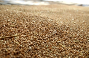 Авария на Южном мосту: перевернулась фура с зерном