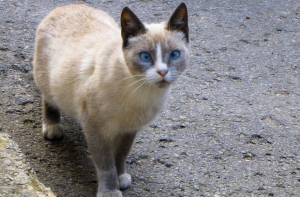 Обнародована секретная жизнь рижских уличных котов (ФОТО)