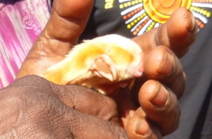 ЗЛАТОКРОТ! (ФОТО, ВИДЕО)