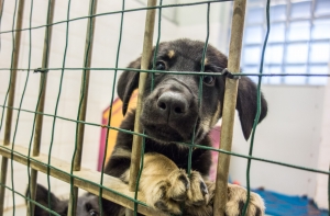 Жители Балтии смогут круглосуточно следить за жизнью животных в приютах