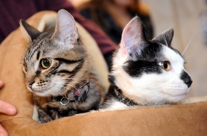 Ушаков: политолог недоволен, что думский кот Кузя говорит по-русски