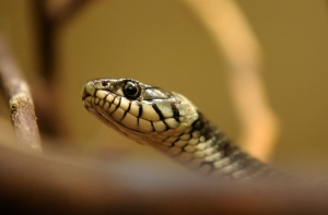 Мужчину в Риге укусила змея, когда он пытался ее сфотографировать