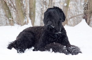 На World Dog Show 2016 в Москве победила собака Сталина